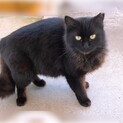 野良猫でホワホワの黒猫ちゃんです。