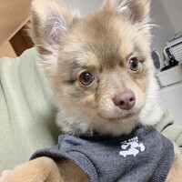 こむぎ