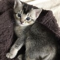 アメショとアビシニアンの子猫