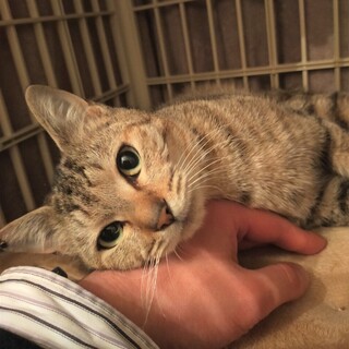 とても人懐こい生後6ヶ月男の子（メイ君）