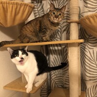 ちこ
