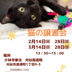 刈谷市で開催！！猫の譲渡会