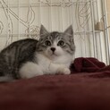 コロッコロ仔猫兄弟
