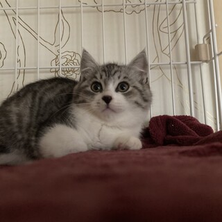 コロッコロ仔猫兄弟
