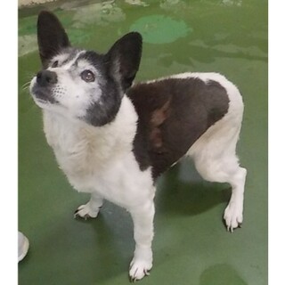 お迎えがきませんでした