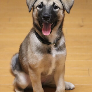 のんびりさんな可愛い仔犬