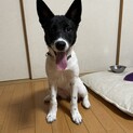 ー里親決定ー元気いっぱい！可愛い仔犬