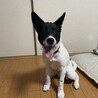 ー里親決定ー元気いっぱい！可愛い仔犬 サムネイル4