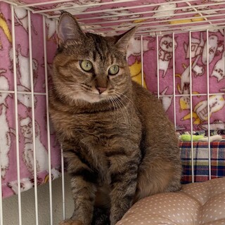 性格花まる◎麦わらの麦ちゃん♀2歳くらい