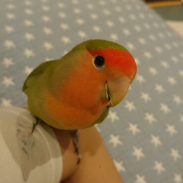 イケメン小桜インコのはやたんです。