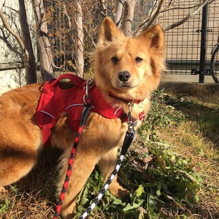 あどけなく控えめな女の子「オペラ」