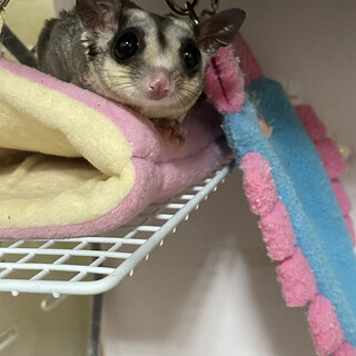 フクロモモンガ　メス　生後9ヶ月