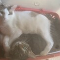 【2匹一緒で】繊細なオスとおちゃめなメス