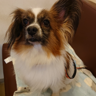 パピヨン６歳★ミミちゃん　繁殖引退犬