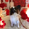 パピヨン６歳★ミミちゃん　繁殖引退犬 サムネイル2