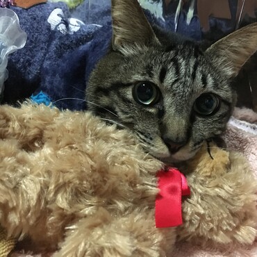 かわいいりんちゃん