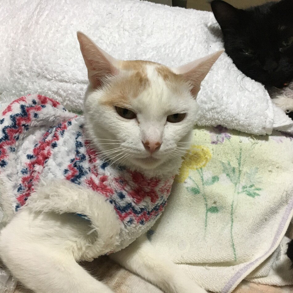 日向ひなたのカバー写真