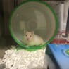 ツキちゃん。