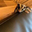 フクロモモンガ　　お話し進めている方がいます