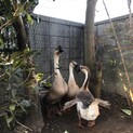 ガチョウ三羽　里親になって下さい