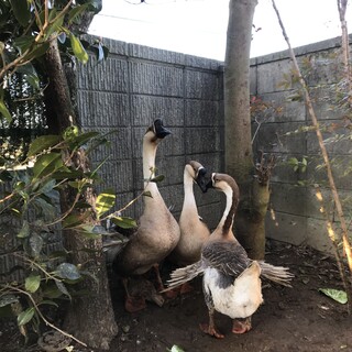 ガチョウ三羽　里親になって下さい
