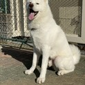 1歳の秋田犬ゆるくん