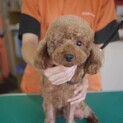 トイプードル男の子1.5歳