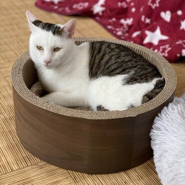 琥珀くん