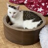 琥珀くん
