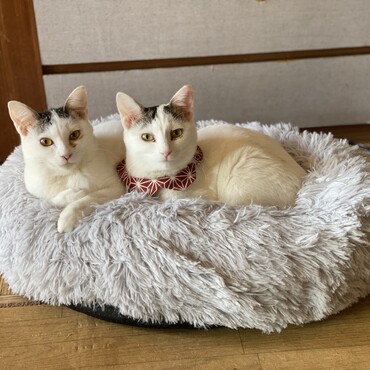 仲良し姉妹
