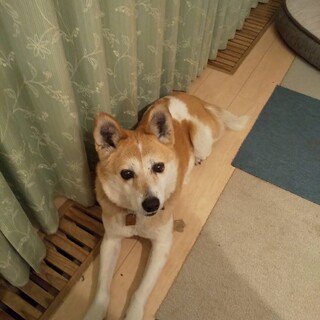 多頭飼い現場からレスキューしたキュートな女の子