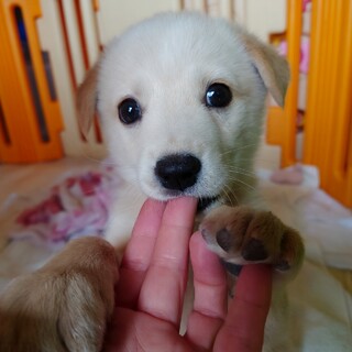 放っておけないシャイboy ♥『すぎ君』