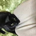 甘えん坊⭐︎黒猫⭐︎男の子