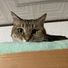 の写真