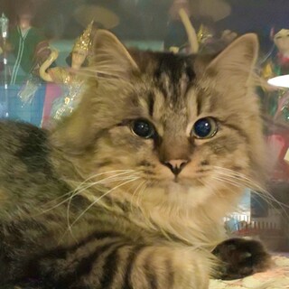 【2/21月島】猫大好き★ビビリな長毛マヌルくん