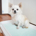 心も身体も大きいはんぺんちゃん！