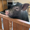 ミニ豚里親募集　人懐こい