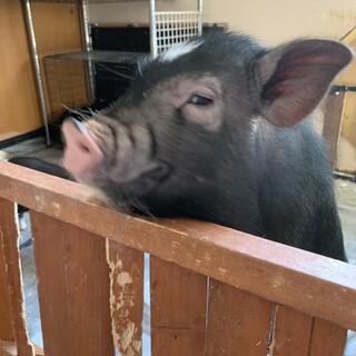 ミニ豚里親募集　人懐こい