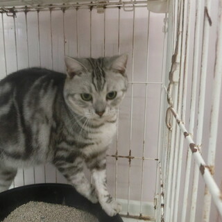 家族の一員として大事に飼ってくださる方