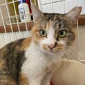 抱っこするとゴロゴロ、女の子らしい子猫