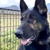 里親募集を一旦停止します。 サムネイル2