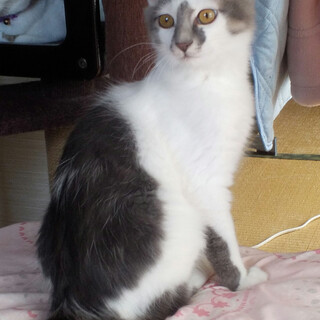 他媒体にて里親決定！仔猫戦隊ゴレンニャイ：ピンキー