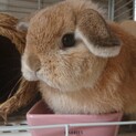 うさぎ(ホーランドロップ、3歳、女の子)