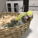 セキセイインコの雛2羽の里親さん募集です。