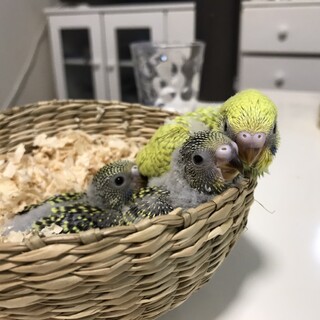セキセイインコの雛2羽の里親さん募集です。