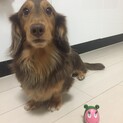 里親様募集しています