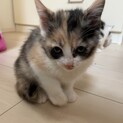 子猫3匹里親募集