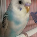 セキセイインコ（中雛）の里親様を募集