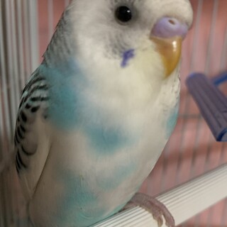 セキセイインコ（中雛）の里親様を募集