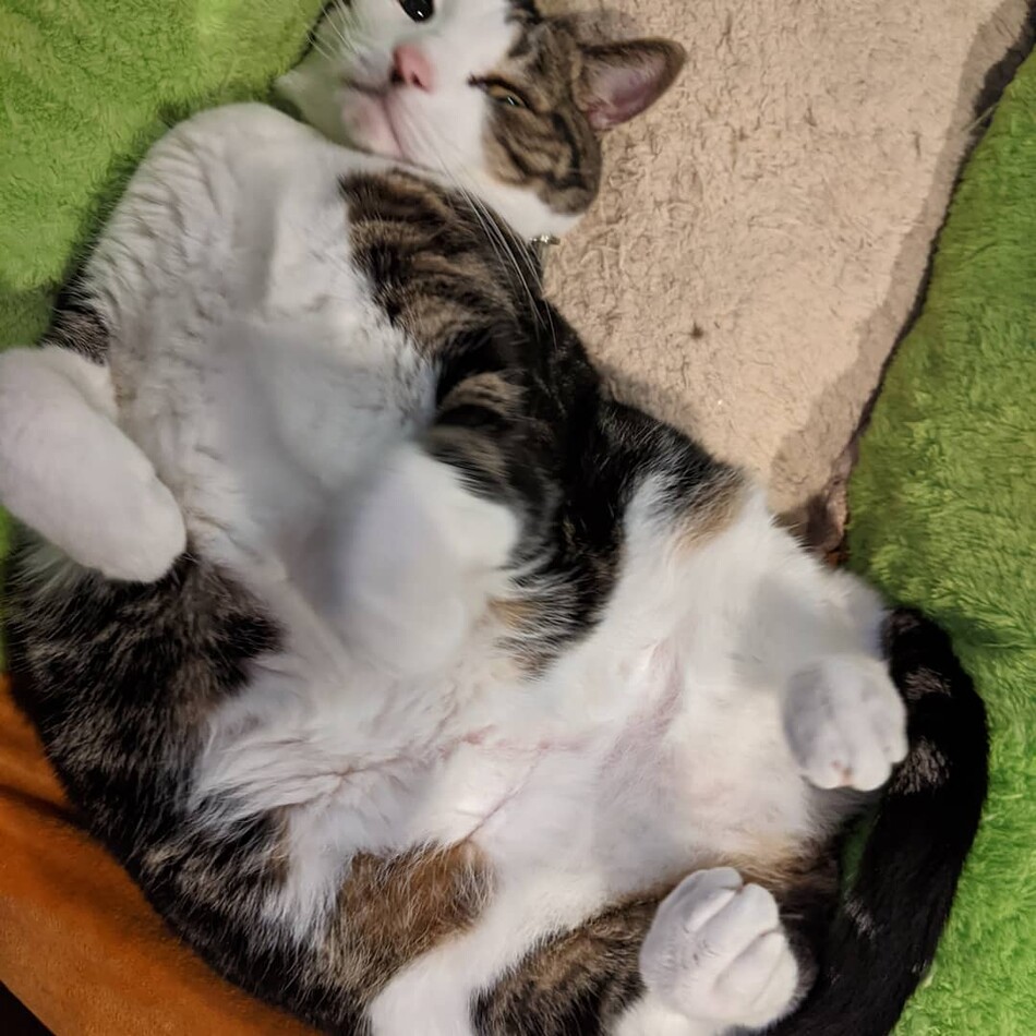 福太郎のカバー写真